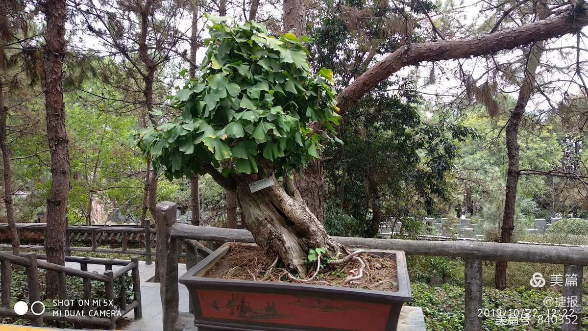 银杏树盆景欣赏 - 美篇